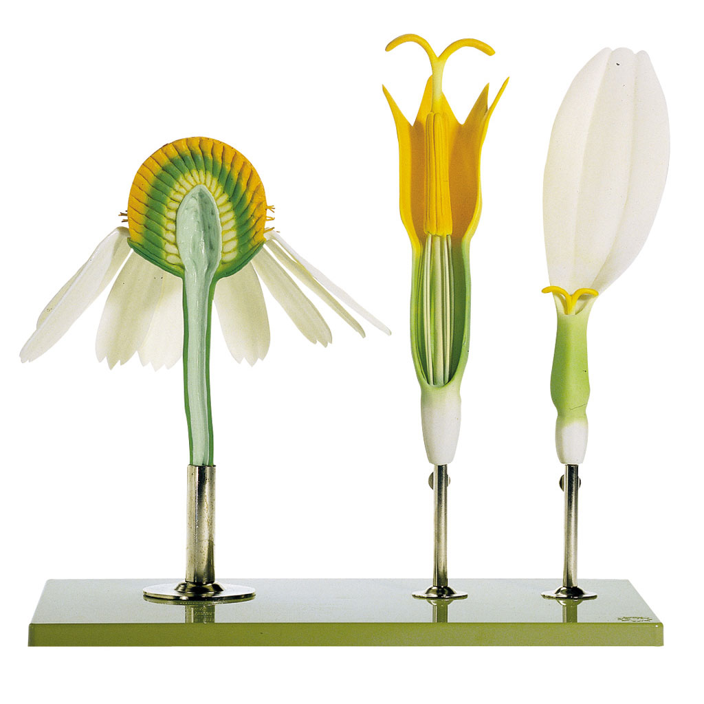 temp2366aTl413zKJU7m5 Modell von der Echten Kamille