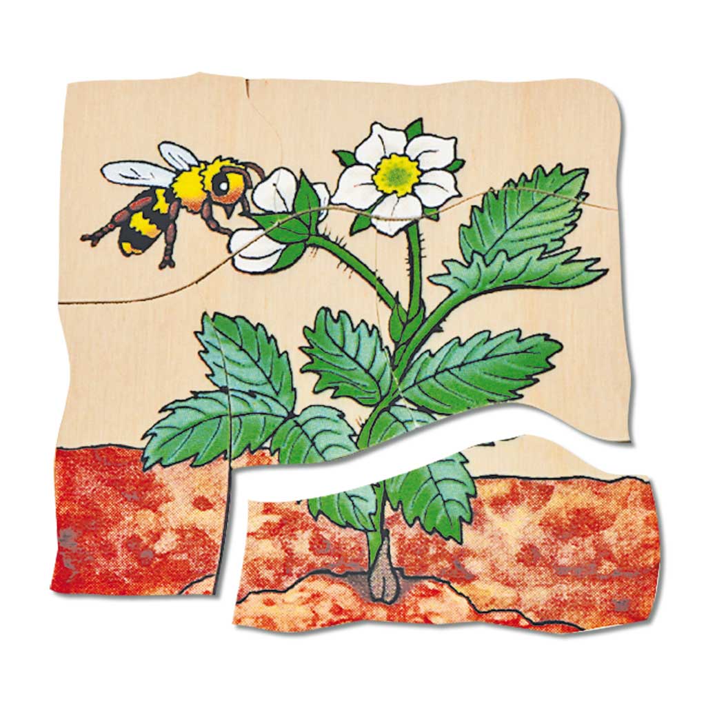 Lagenpuzzle Erdbeere