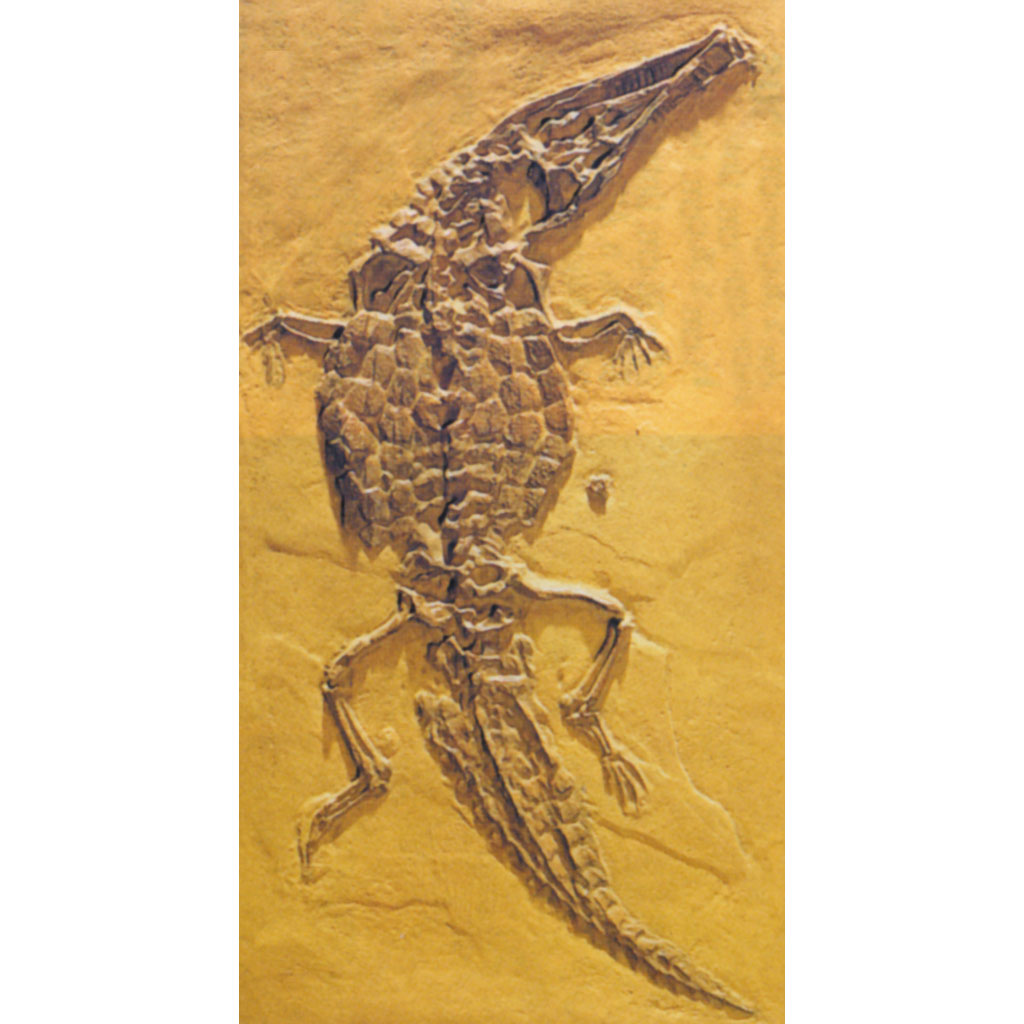 Crocodileimus robustus (Jourd)