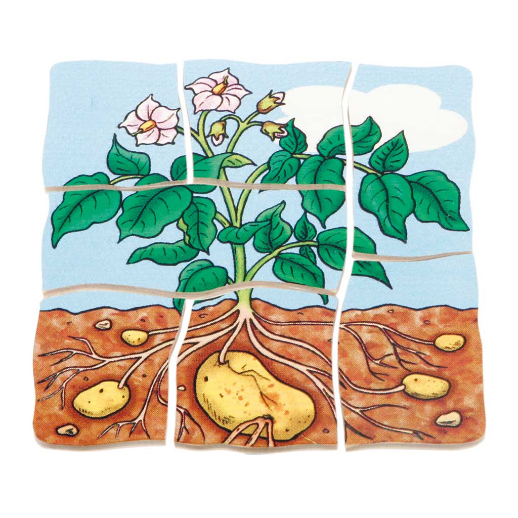 Lagenpuzzle Kartoffel