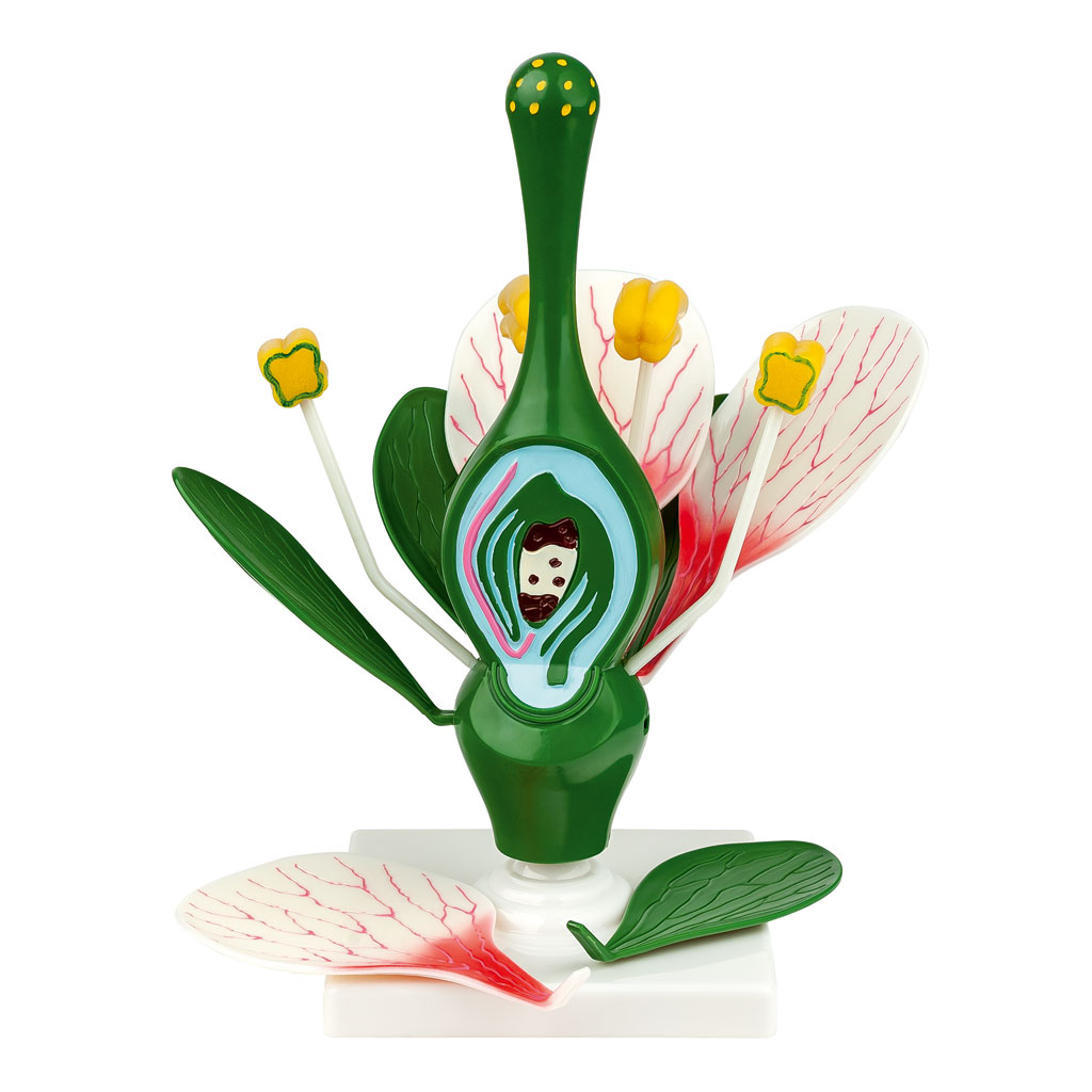 Blütenmodell Blütenmodell