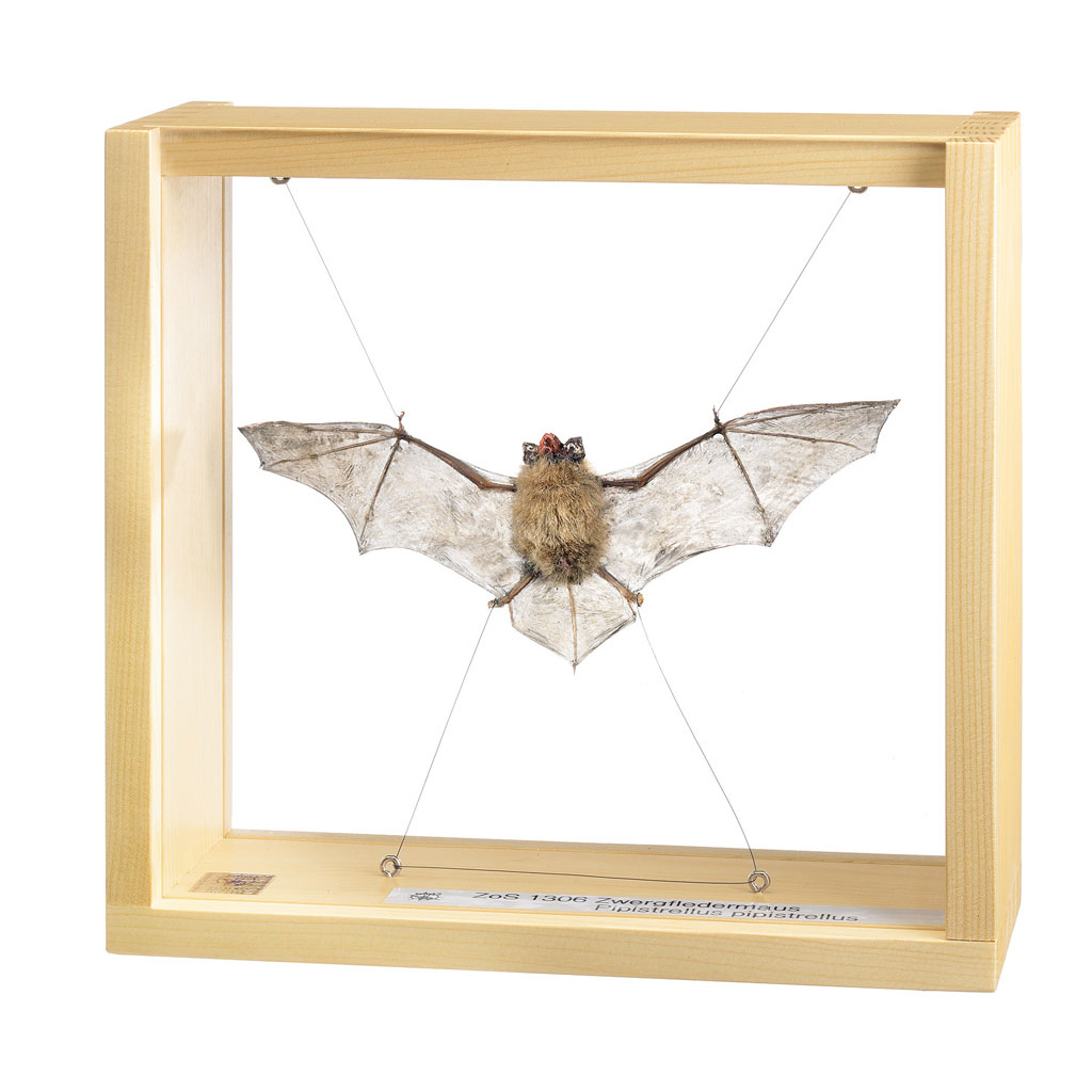 temp224031IKkoGmw3AMll Auf diesem Bild ist das Produkt mit der Art.Nr.: W-22403 zu sehen