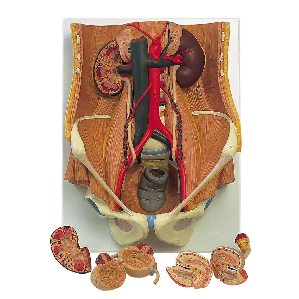 temp2111rlKc6Pt04PXCA Harnapparat, zweigeschlechtig, 6-teilig
