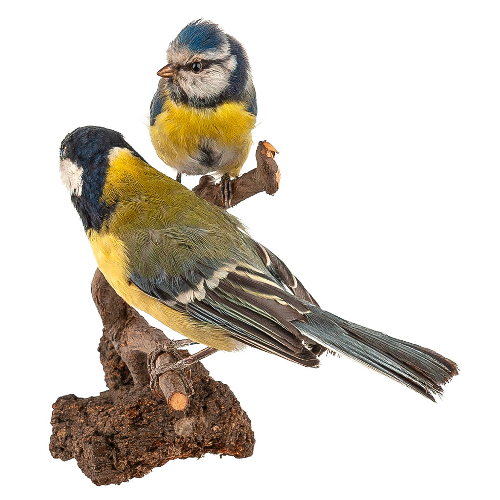 Ganzpräparat Kohlmeise Ganzpräparat Kohlmeise