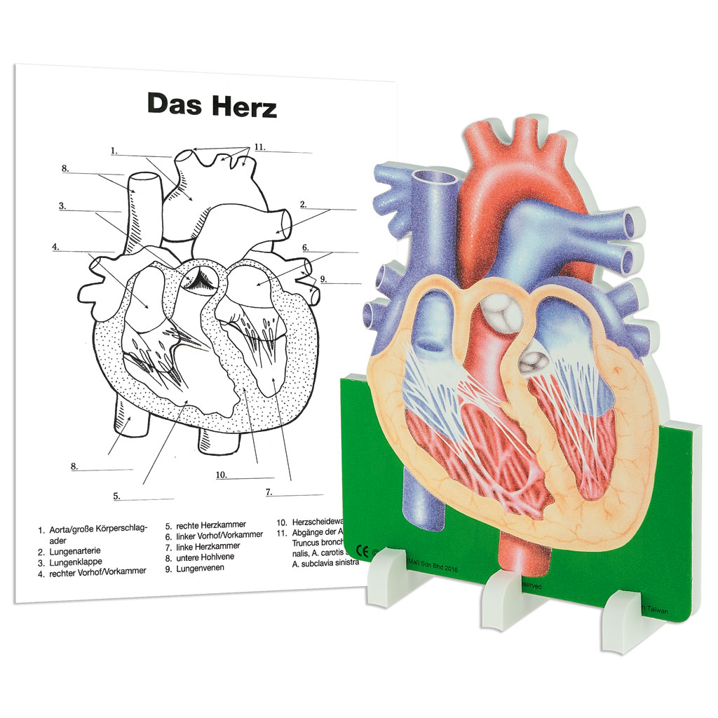 Anatomisches Modell "Das Herz"
