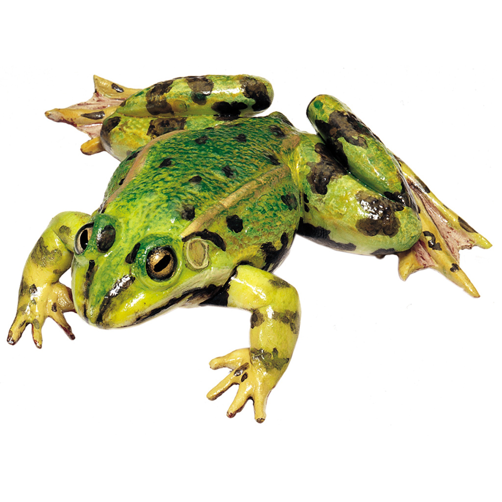 Wasserfrosch, Männchen