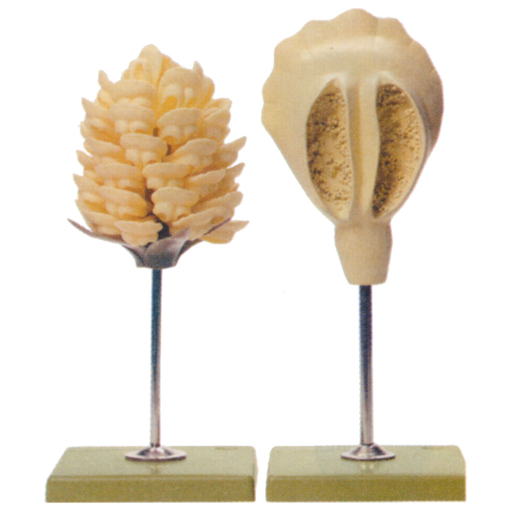 temp2374nKIMopUoA5wbK Kiefer, männlich – 2 Modelle