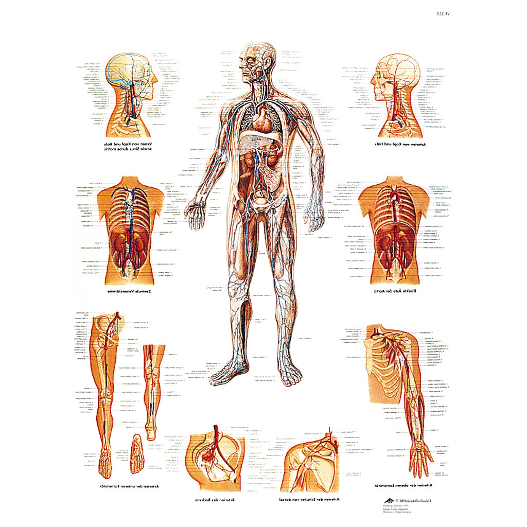 Das Gefäßsystem - Poster laminiert