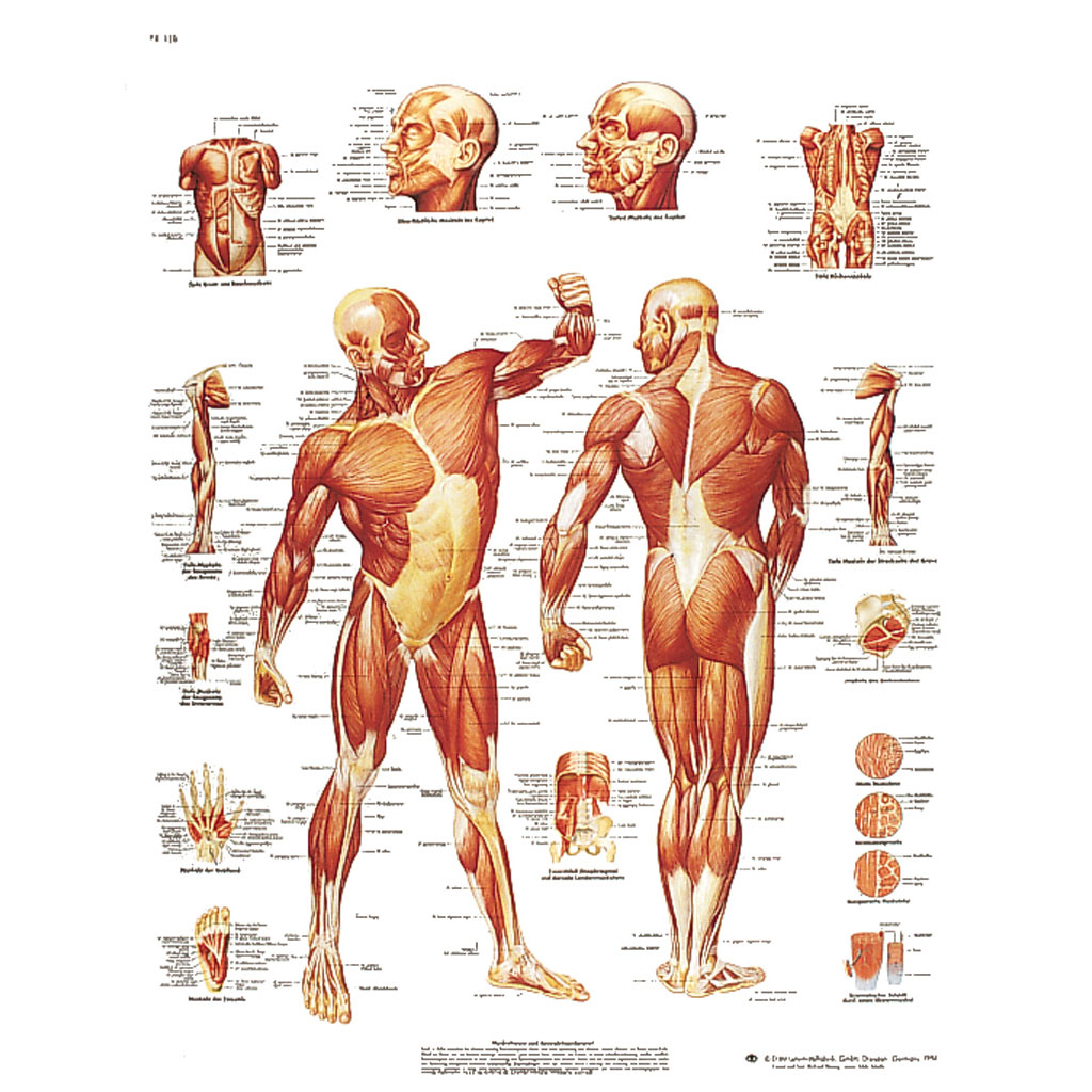 Die menschliche Muskulatur - Poster laminiert