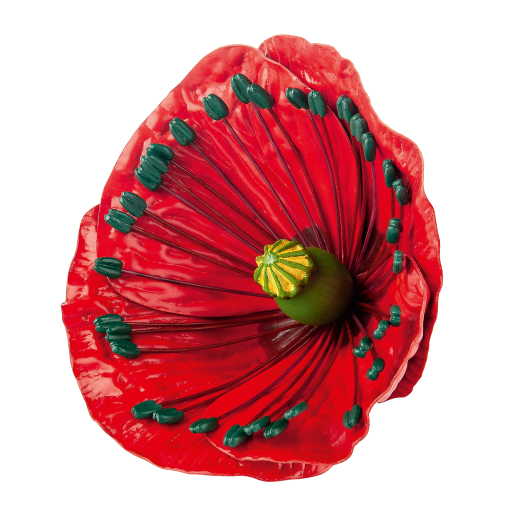 Klatschmohn-Blüte + Knospe