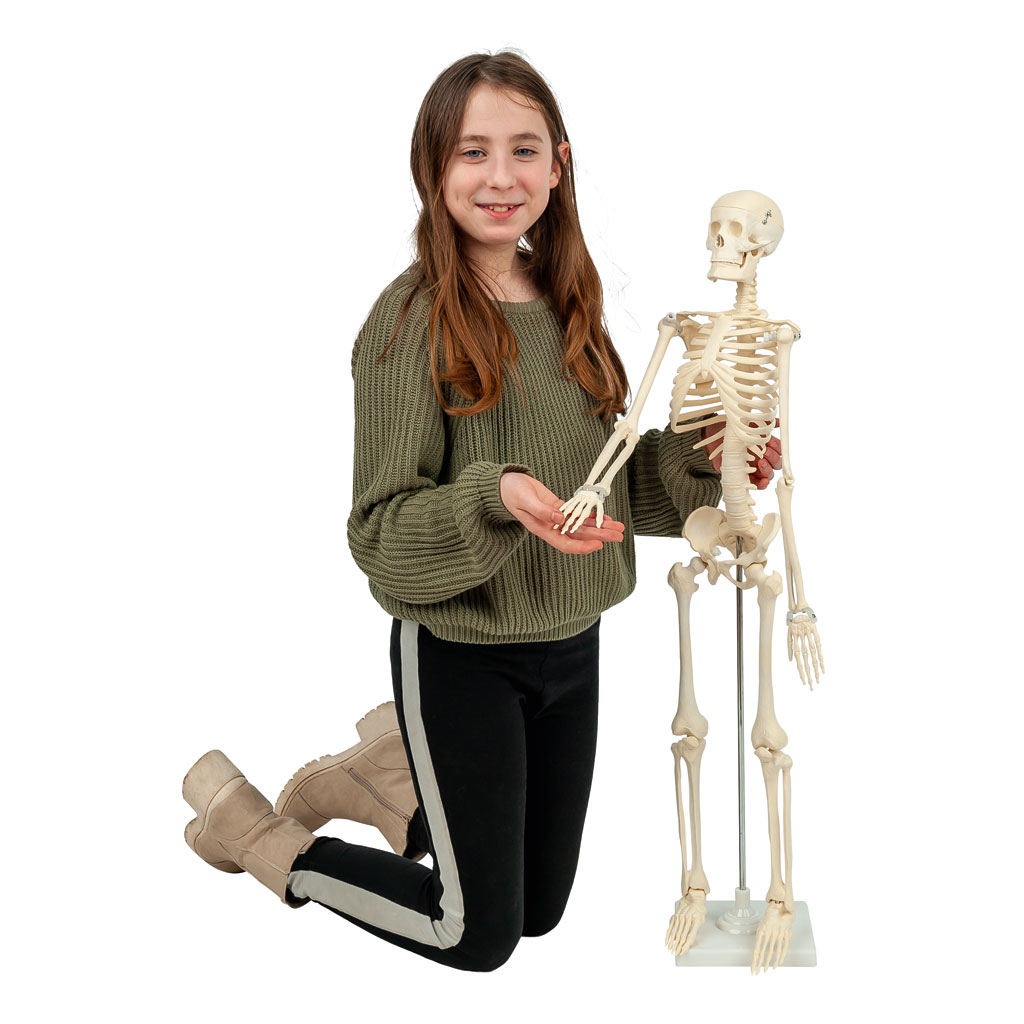 Skelett-Bild Auf diesem Bild ist das Produkt mit der Art.Nr.: W-22969 zu sehen