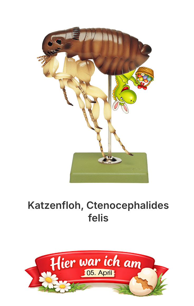 Auf diesem Bild ist 20260403_Aufloesung_M-30480_grosses-messrad-wiemann-lehrmittel-Osteraktion zu sehen