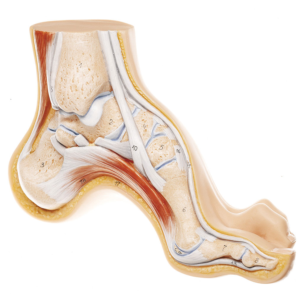 Anatomie Fußmodelle