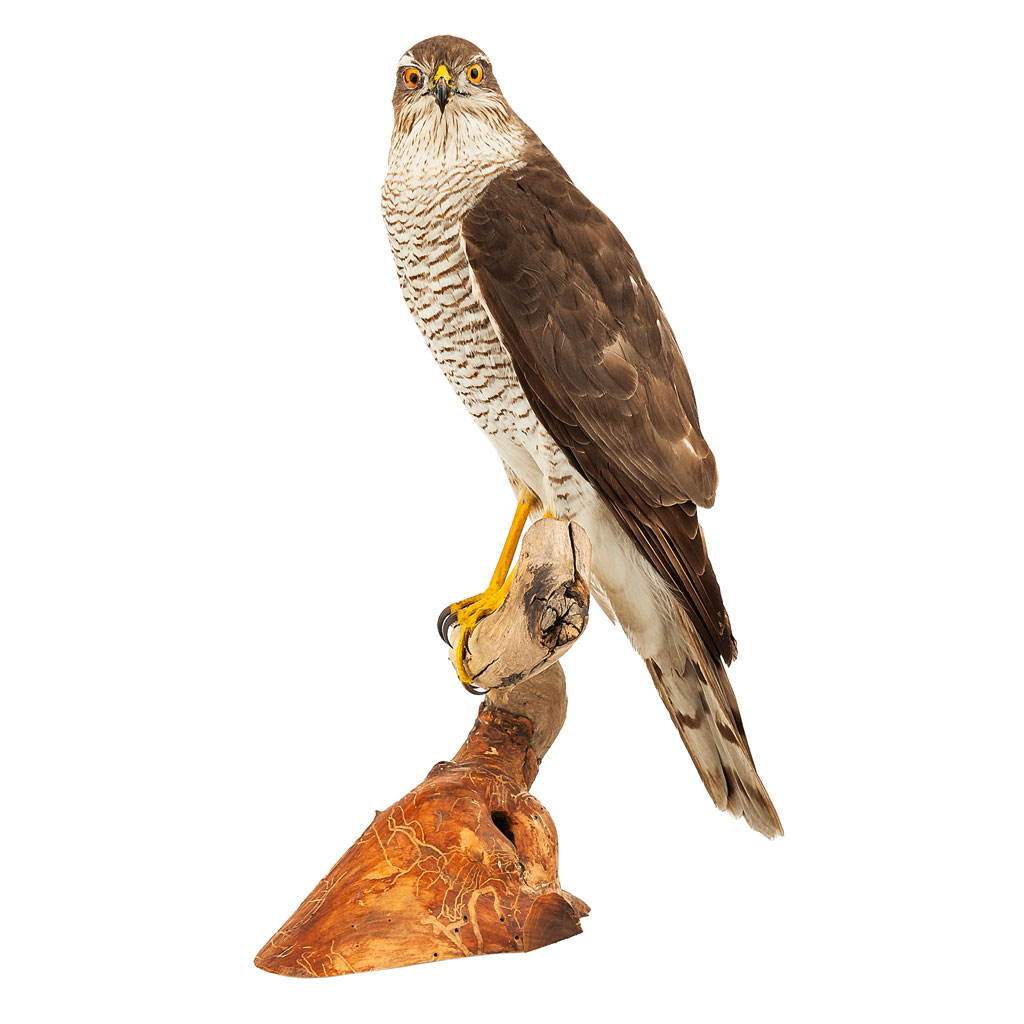 Ganzpräparat Sperber Ganzpräparat Sperber