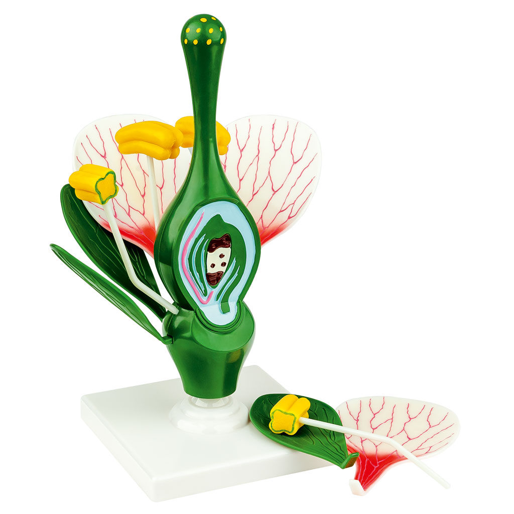 Blütenmodell Blütenmodell