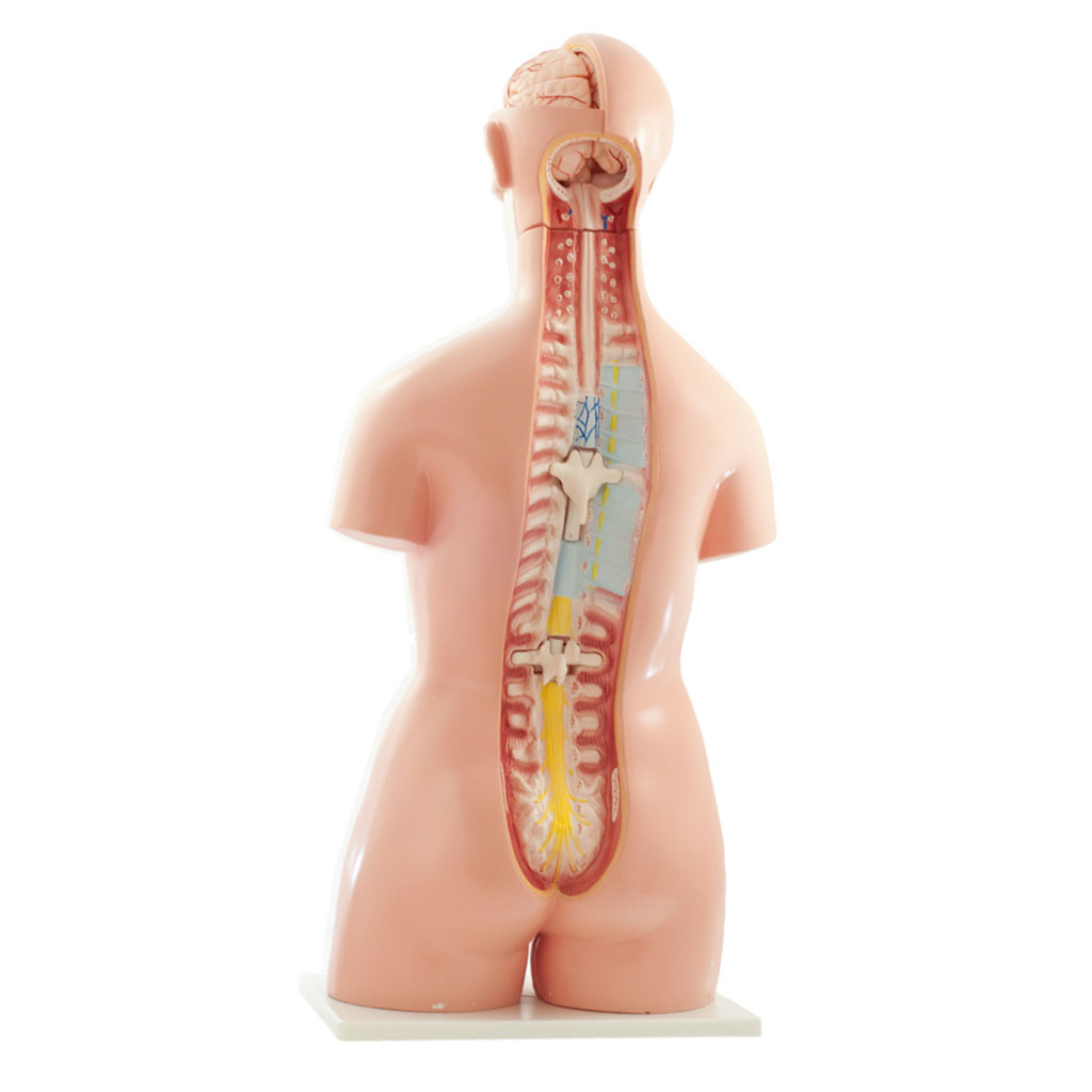 temp22317Lx1rg66YhlCRF Geschlechtsloser Torso mit Kopf und offenem Rücken