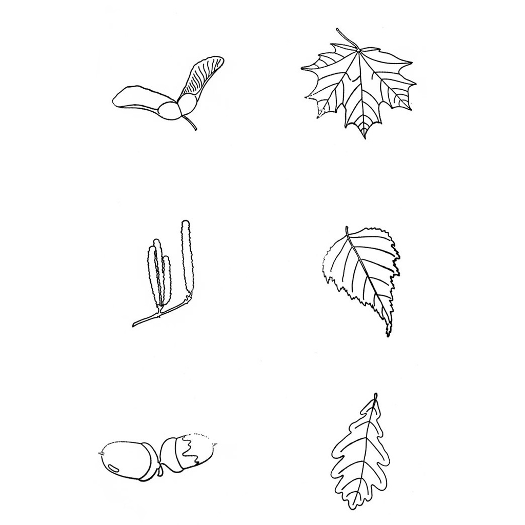temp91067_2Zp9Dy02WLD4df Naturstempel Blätter und Früchte, 10 Stück