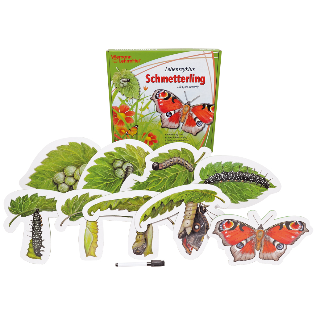 Vom Ei zum Schmetterling Vom Ei zum Schmetterling
