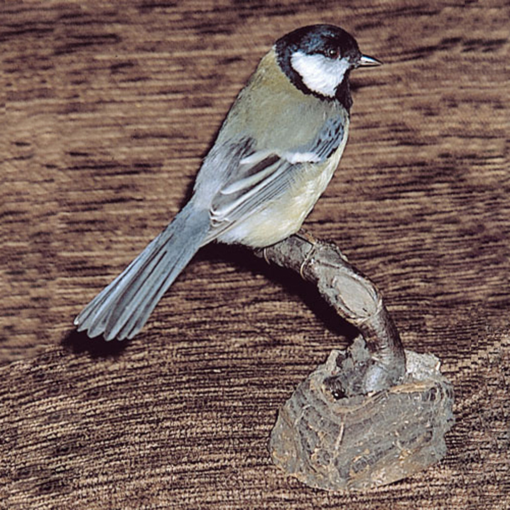 temp2319NmUAghWrDflcb Ganzpräparat Kohlmeise