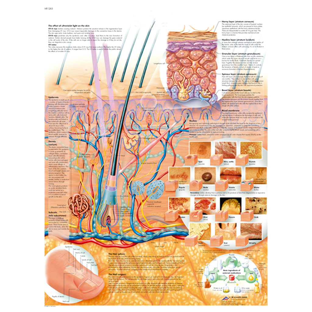 Die Haut, Derma - Poster