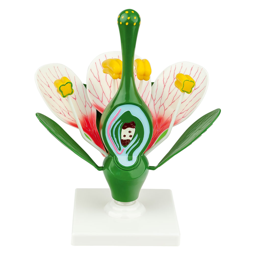 Blütenmodell Blütenmodell