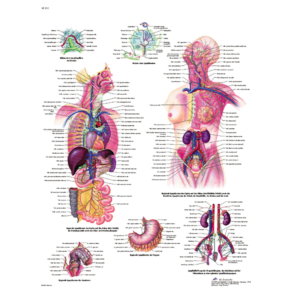 Das lymphatische System - Poster laminiert