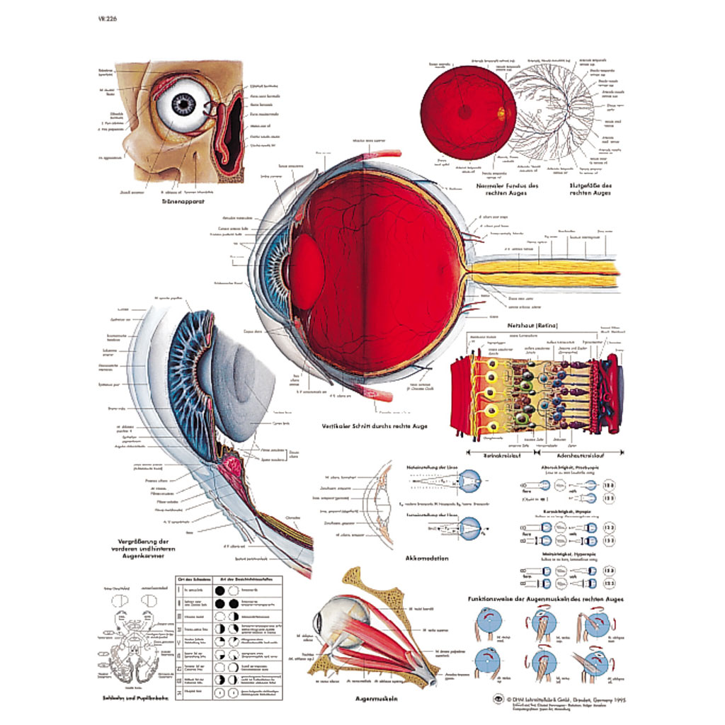 Das menschliche Auge - Poster