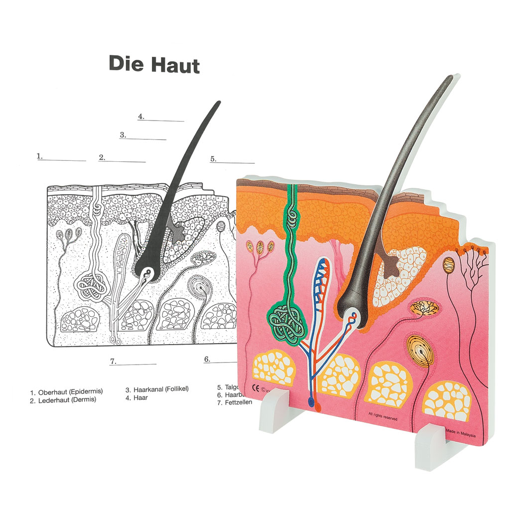 Anatomisches Modell Die Haut, inkl. Kopiervorlagen, 10-teilig
