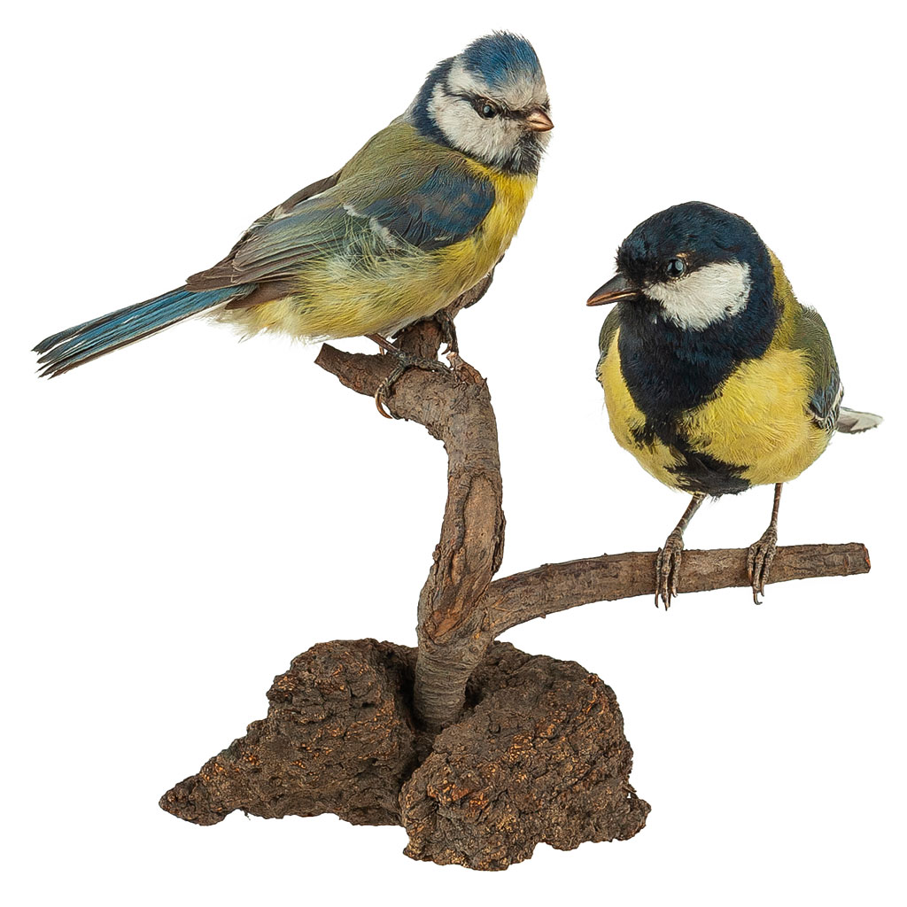 Ganzpräparat Blaumeise