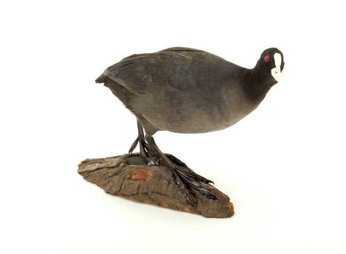 Ganzpräparat Bleßhuhn