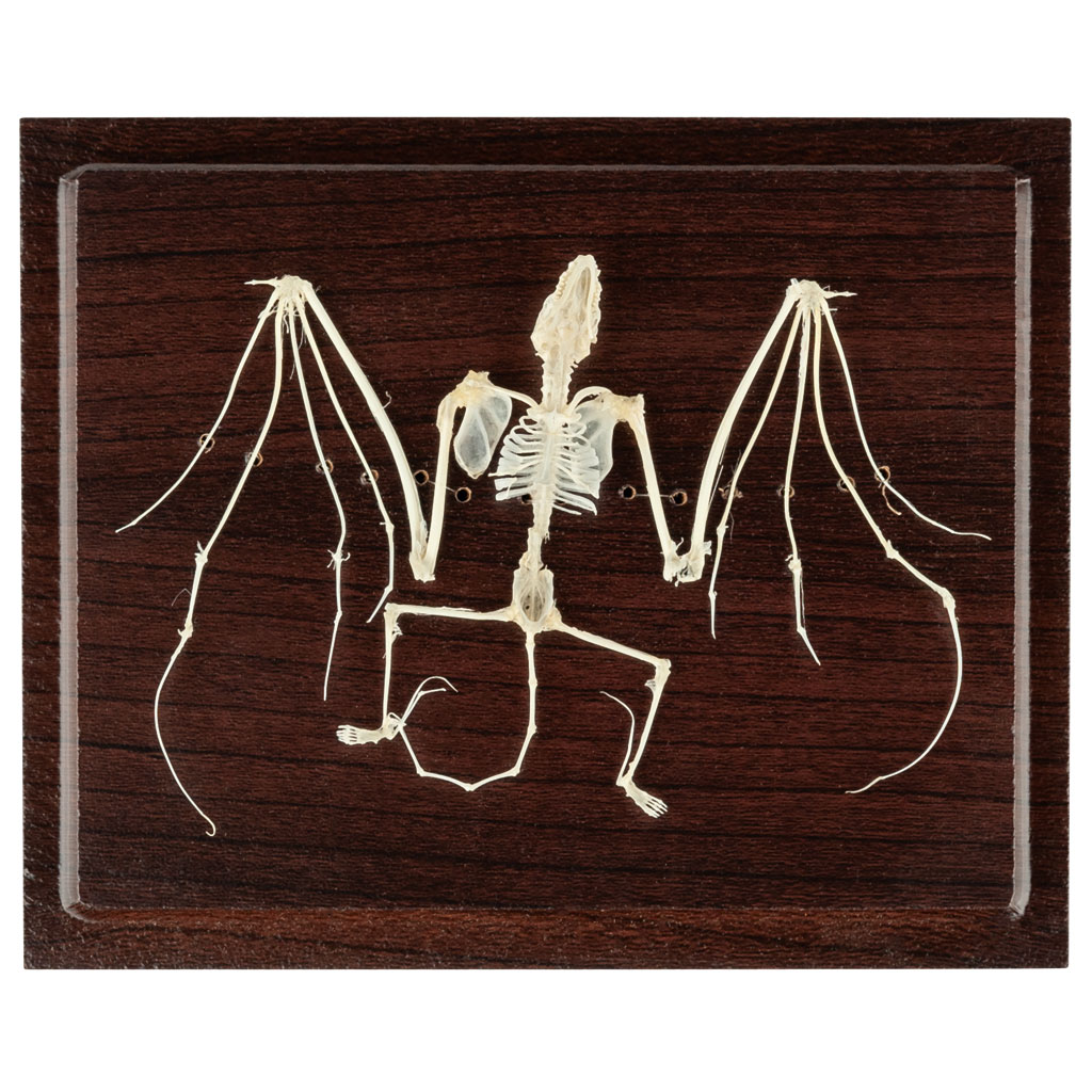 Skelett der Fledermaus (nicht geschützte Art) Skelett der Fledermaus (nicht geschützte Art)