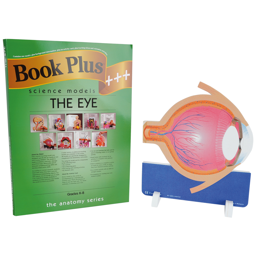 Anatomisches Modell Das Auge, inkl. Kopiervorlagen, 7-teilig Anatomisches Modell Das Auge, inkl. Kopiervorlagen, 7-teilig