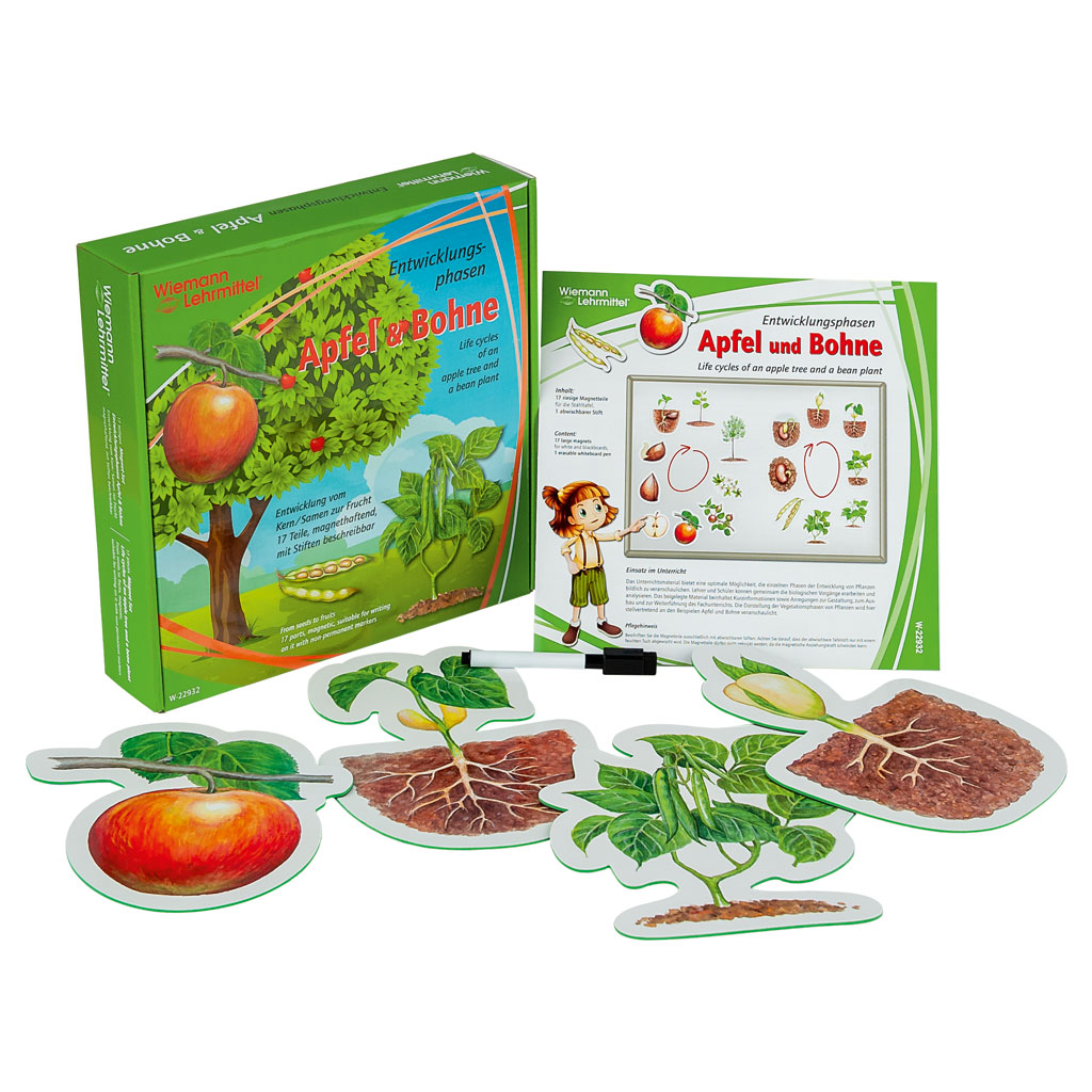 Entwicklungsphasen Apfel & Bohne-Bild Auf diesem Bild ist das Produkt mit der Art.Nr.: W-22932 zu sehen
