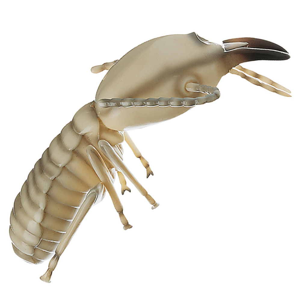 Termite