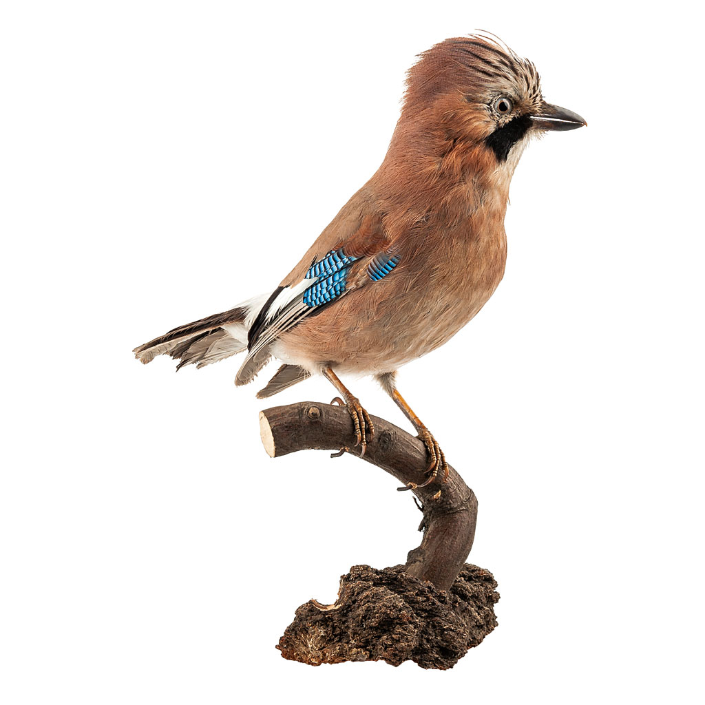 Ganzpräparat Eichelhäher Ganzpräparat Eichelhäher