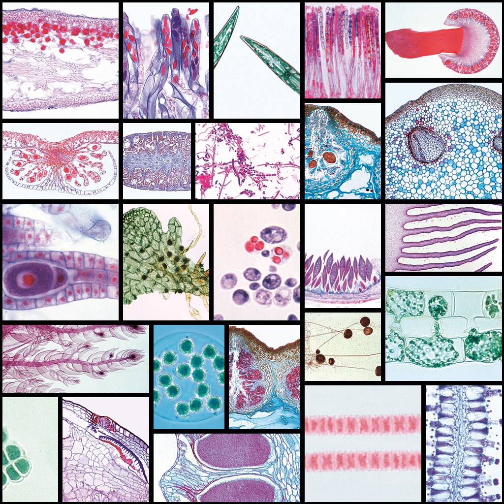 tempmp-s26xx-ff-buetenlose-pflanzenq3fbD8B3GQ8OK Blütenlose Pflanzen (Cryptogamae), 2600