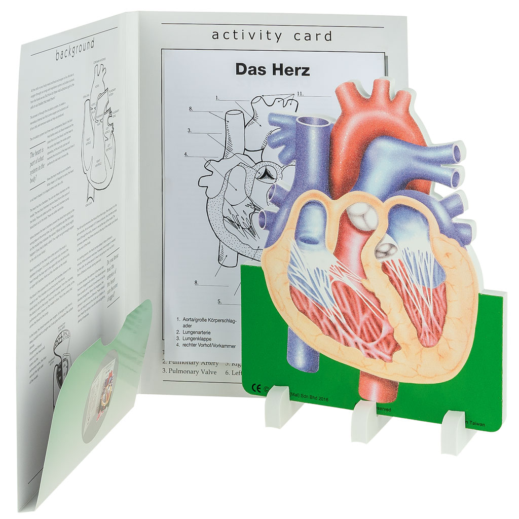 Anatomisches Modell "Das Herz"