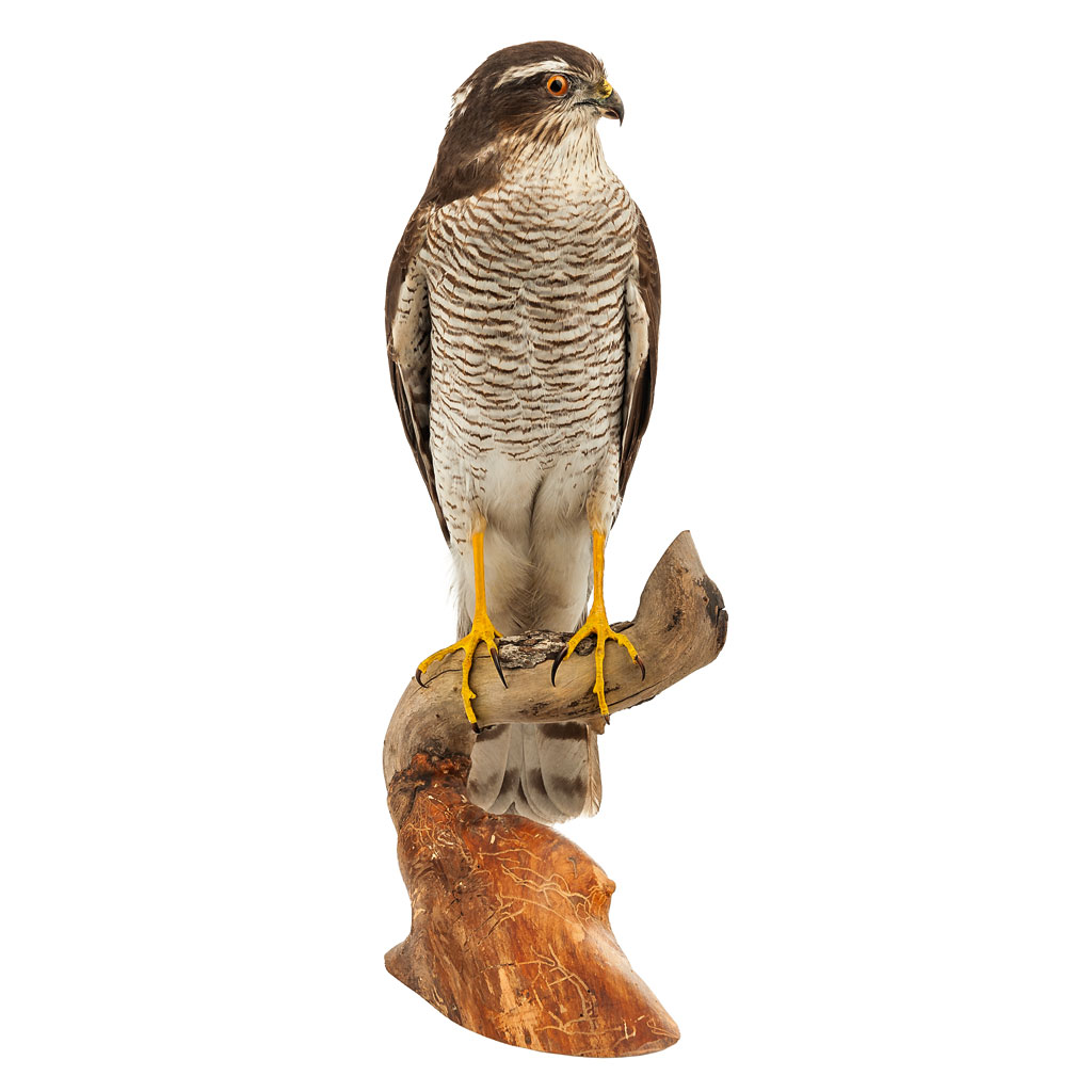 Ganzpräparat Sperber Ganzpräparat Sperber