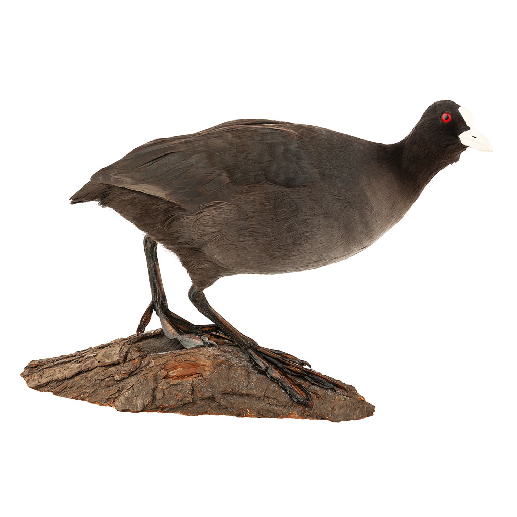 Ganzpräparat Bleßhuhn Ganzpräparat Bleßhuhn