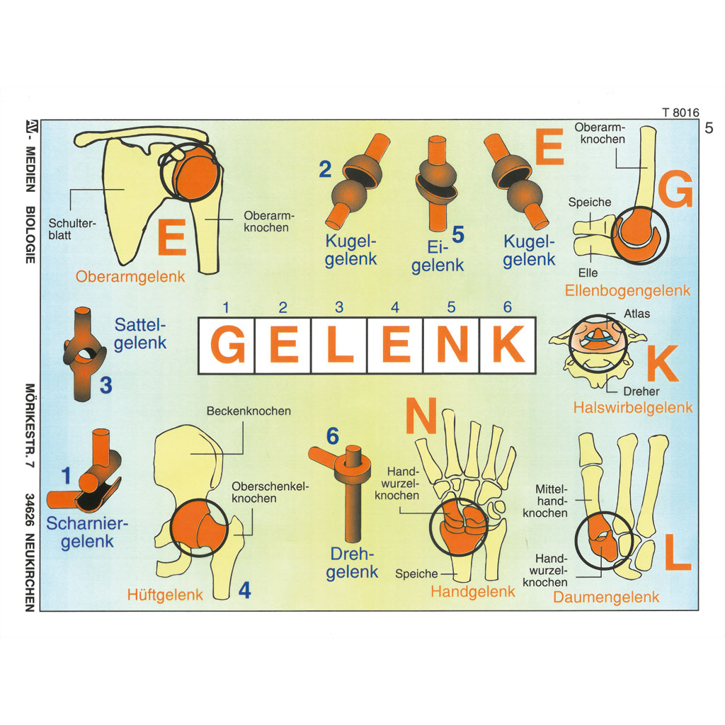 Gelenke und Gelenktypen