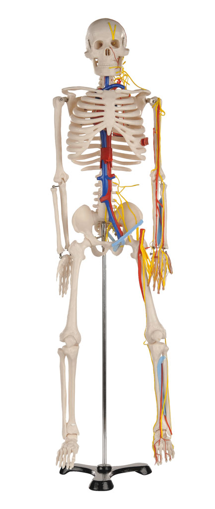 temp22333_aQGH3ULcAbNcX5 Kleines Skelett auf Stativ