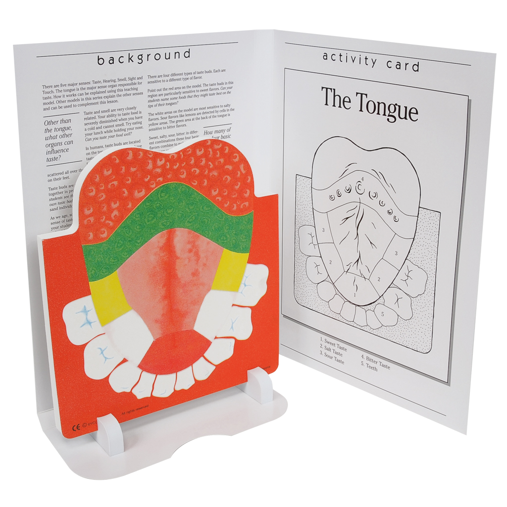 Anatomisches Modell "Die Zunge" inkl. Kopiervorlagen