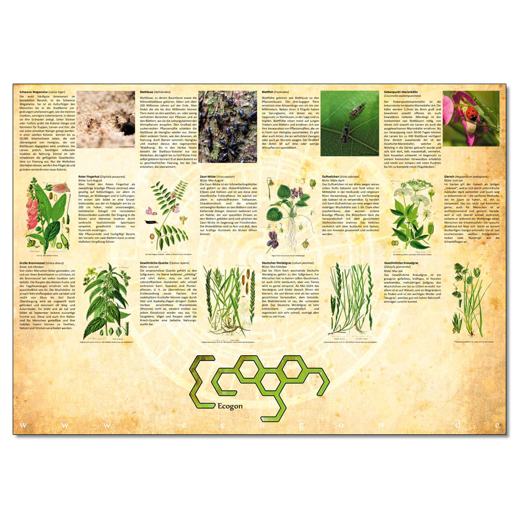 temp10786c-ecogon-das-spield7JJ9yLvYGj1K Ecogon - Das Spiel