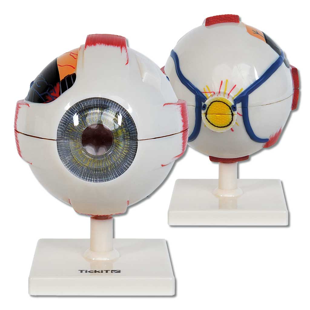 temp22331_menschlichesauge_a40VIpYvNtUHU Das menschliche Auge - Modell