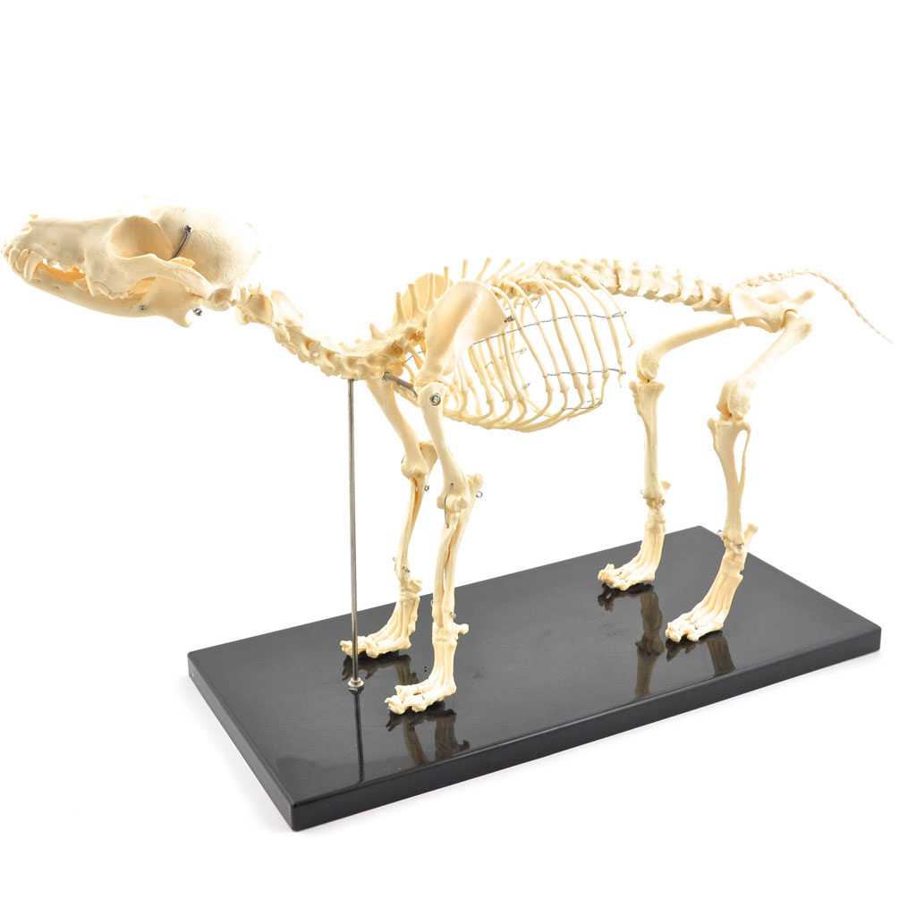 Hundeskelett, Naturabguss klein