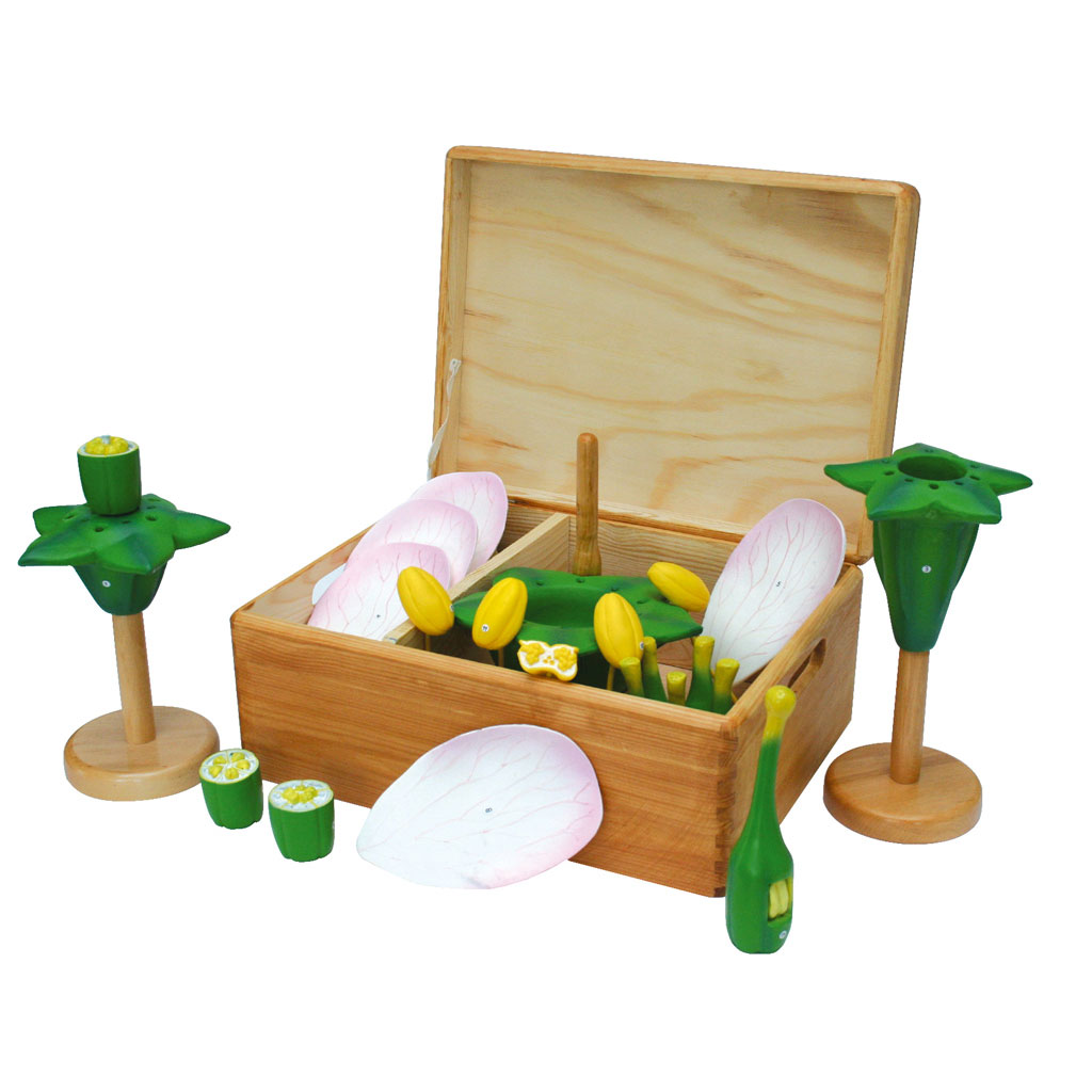 Blütenbaukasten im Holzkasten