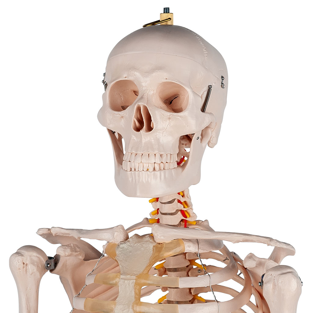 Menschliches Skelett, Standardversion Menschliches Skelett, Standardversion