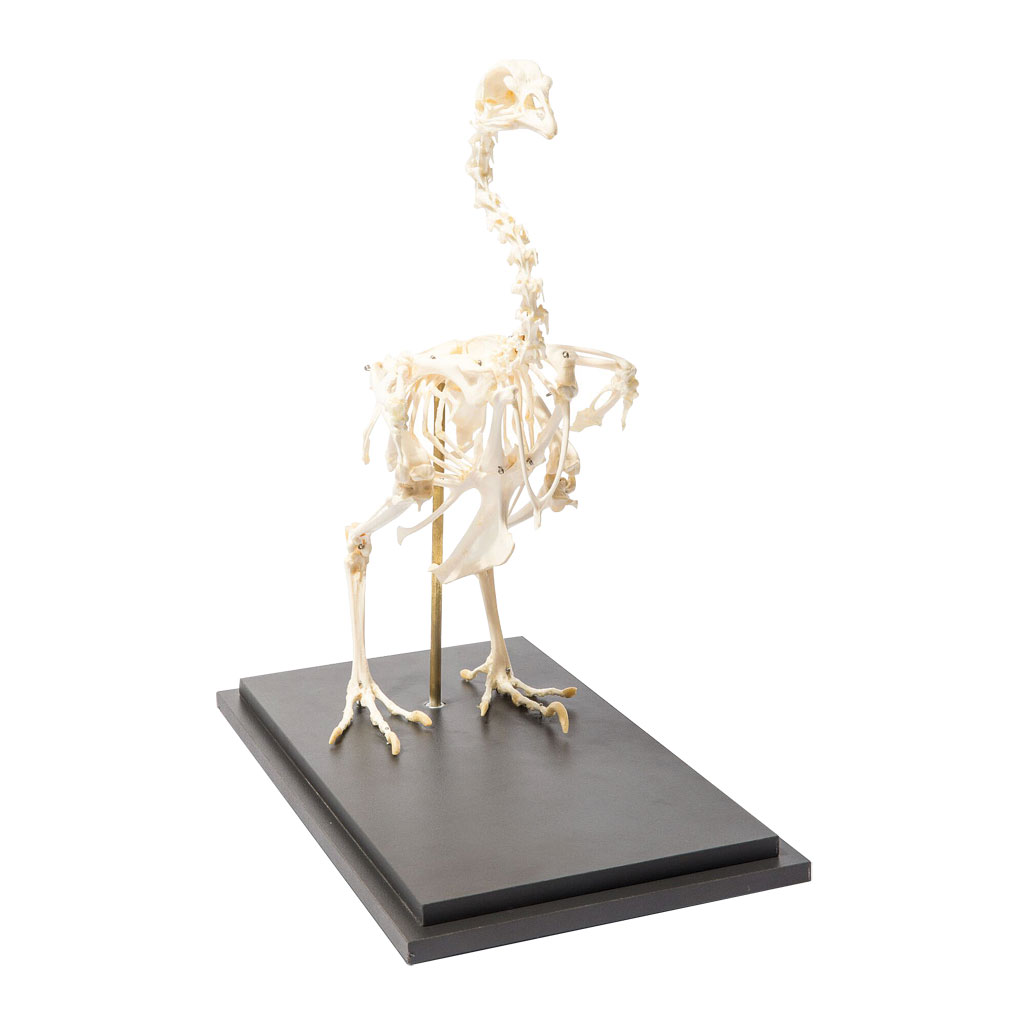 Skelett vom Haushuhn Skelett vom Haushuhn