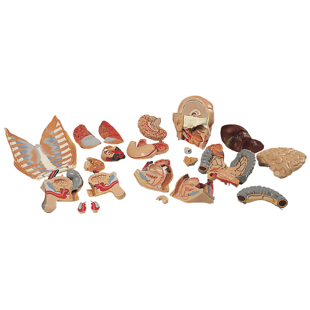 temp22318_1q6OGGt7rCzljl Zweigeschlechtlicher Torso mit Kopf