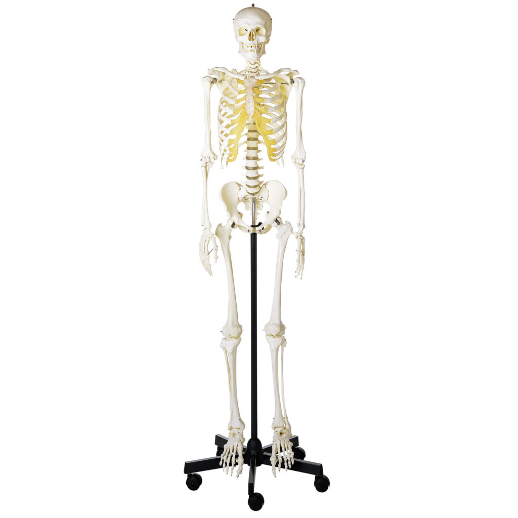 Skelett (robust und hochwertig)